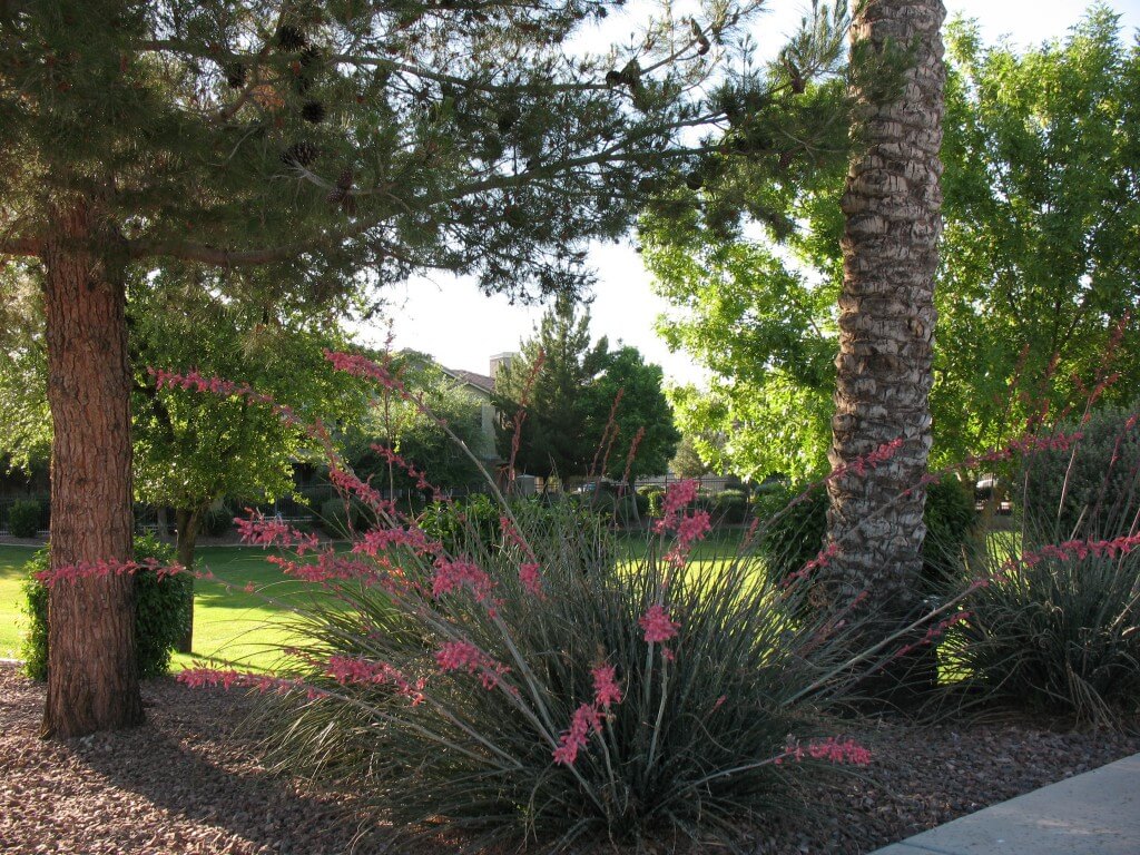 available-city-rebates-xeriscapes-unlimited