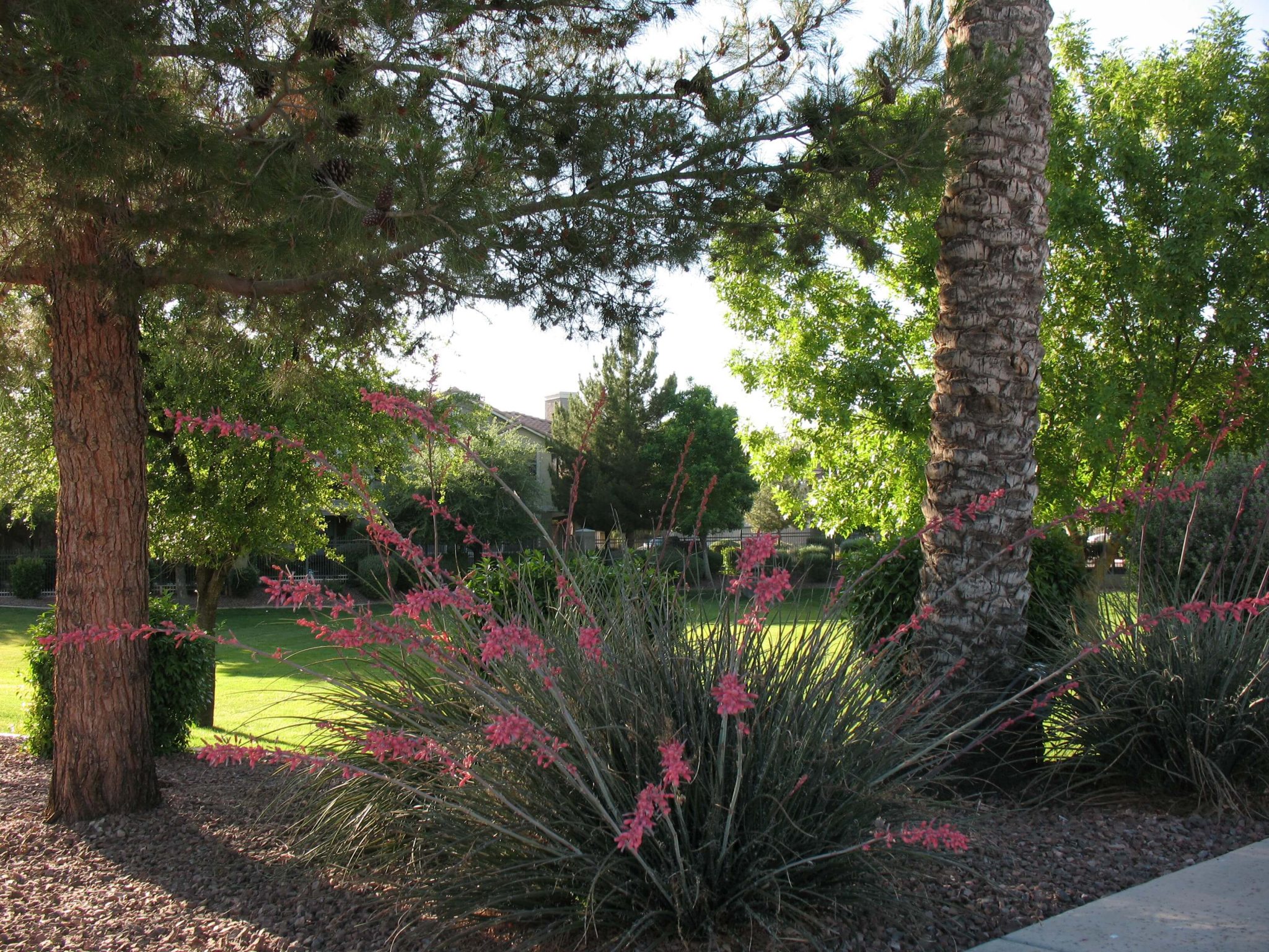 Available City Rebates Xeriscapes Unlimited